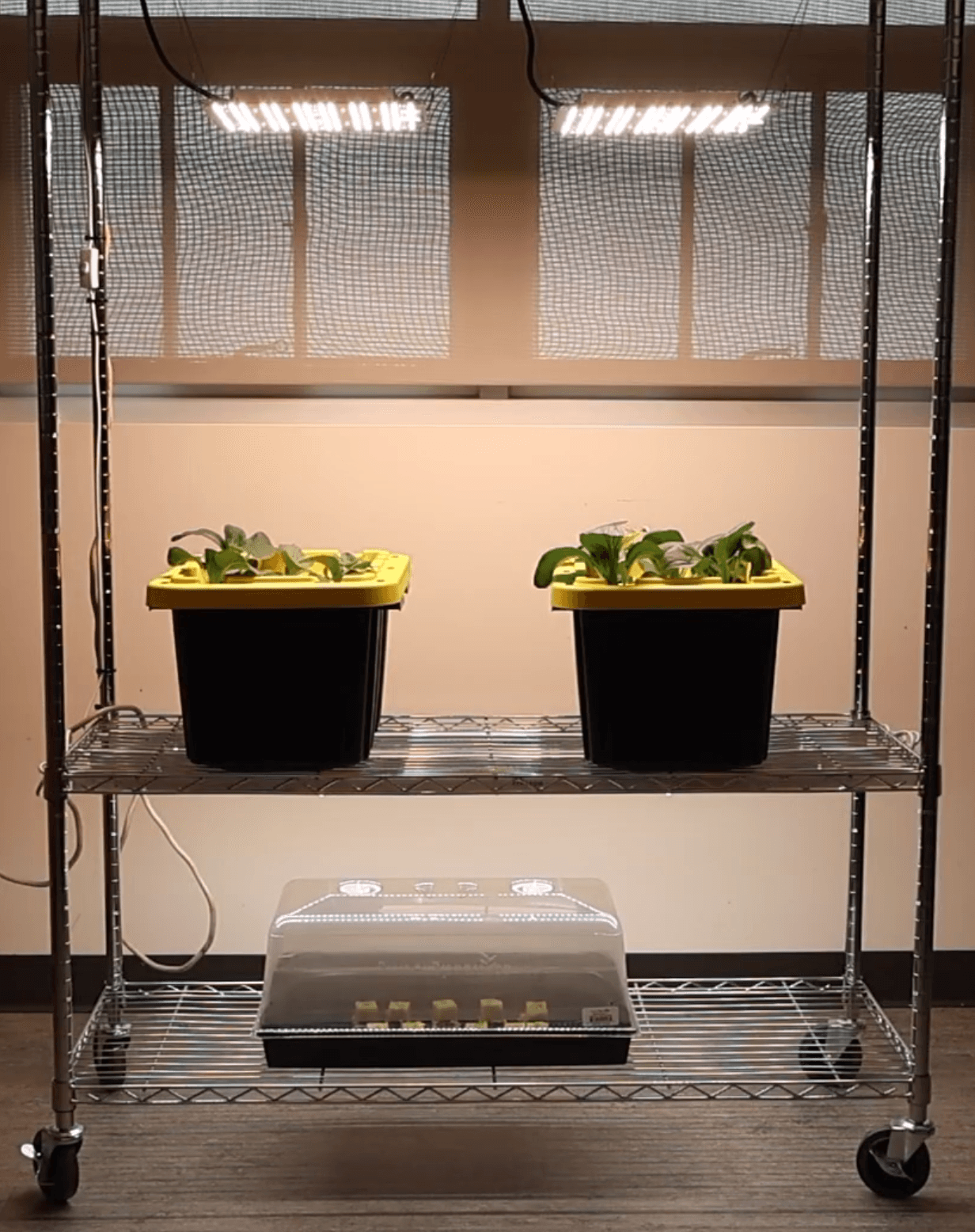 HOW TO GROW A GARDEN WITHOUT SOIL